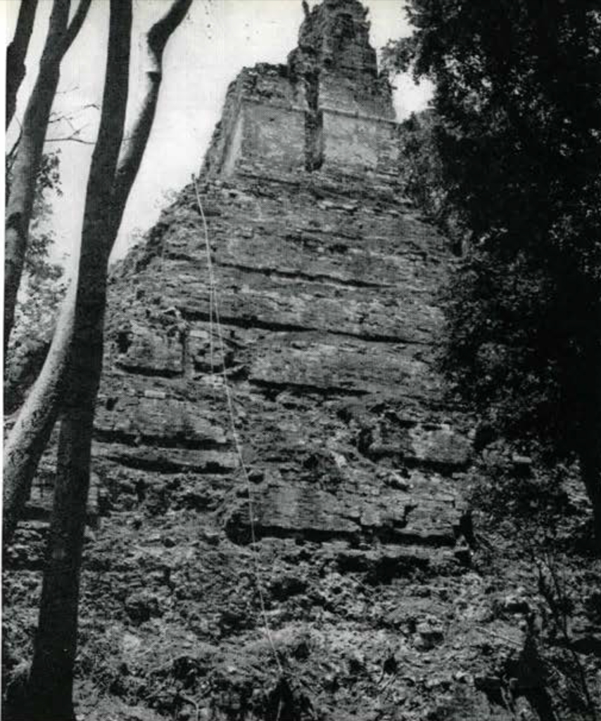 Looking up a tall temple wall after the brush has been cleared from the side.