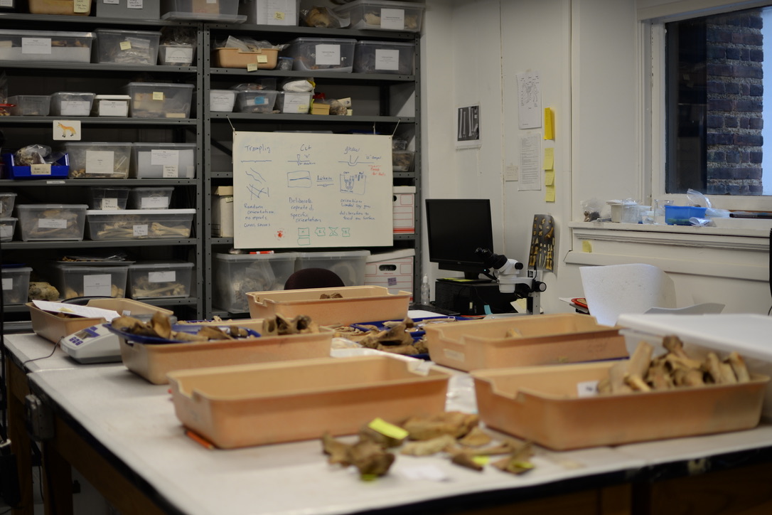 Zooarchaeology Lab.