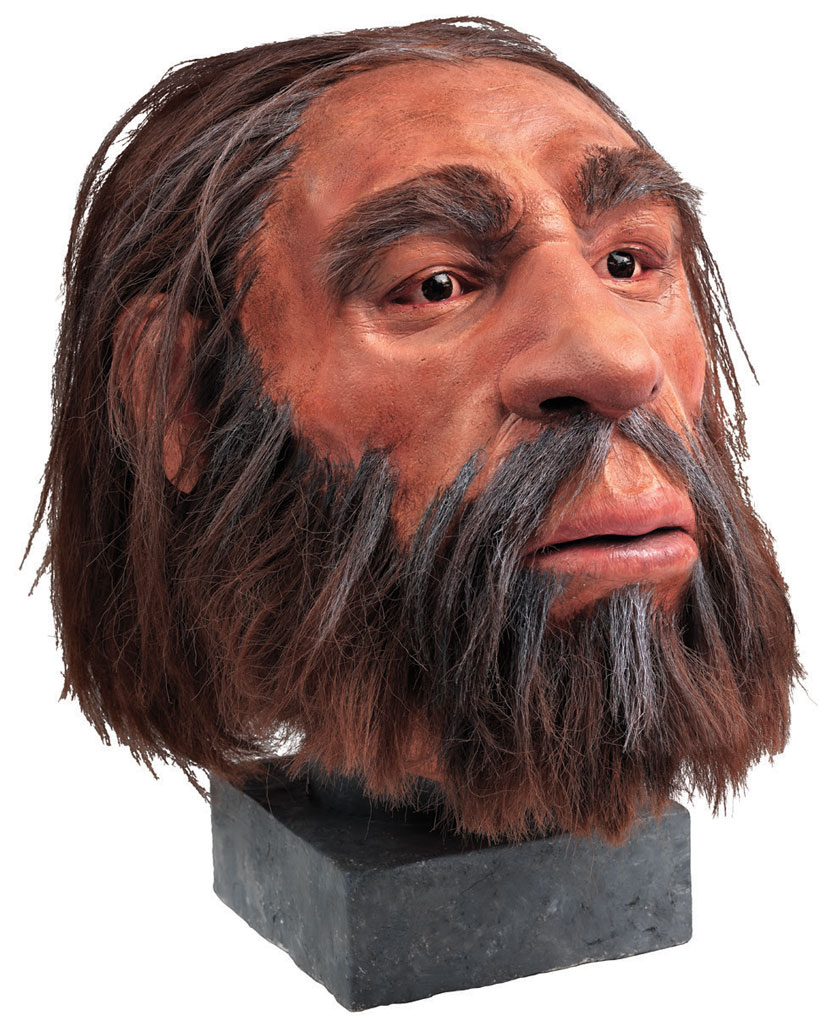 A reconstruction of a Neandertal head.