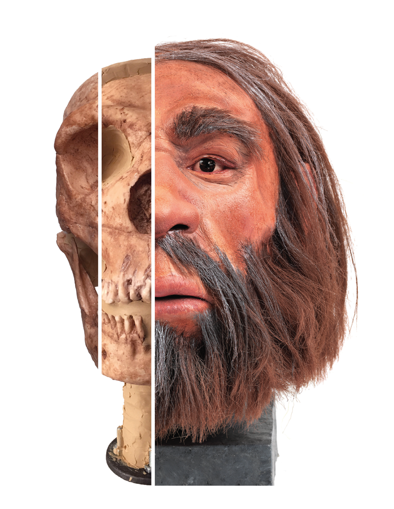 Three vertical slices of the faces of the reconstruction of the Neandertal face.