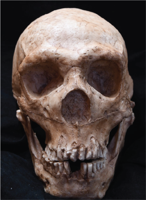 Front view of the skull.