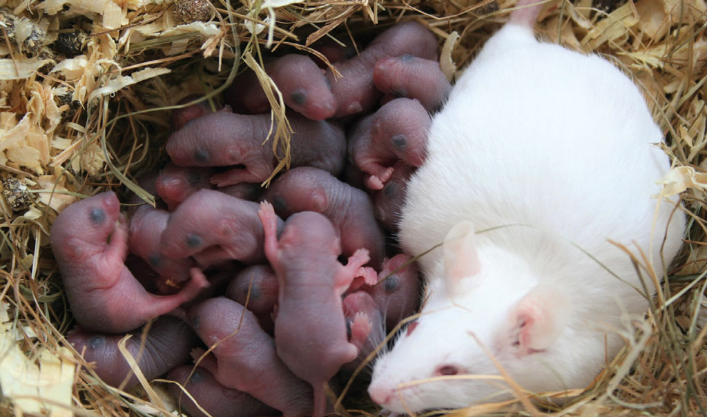 Mouse Gives Birth To 14 Babies On Camera During a Thumbnail