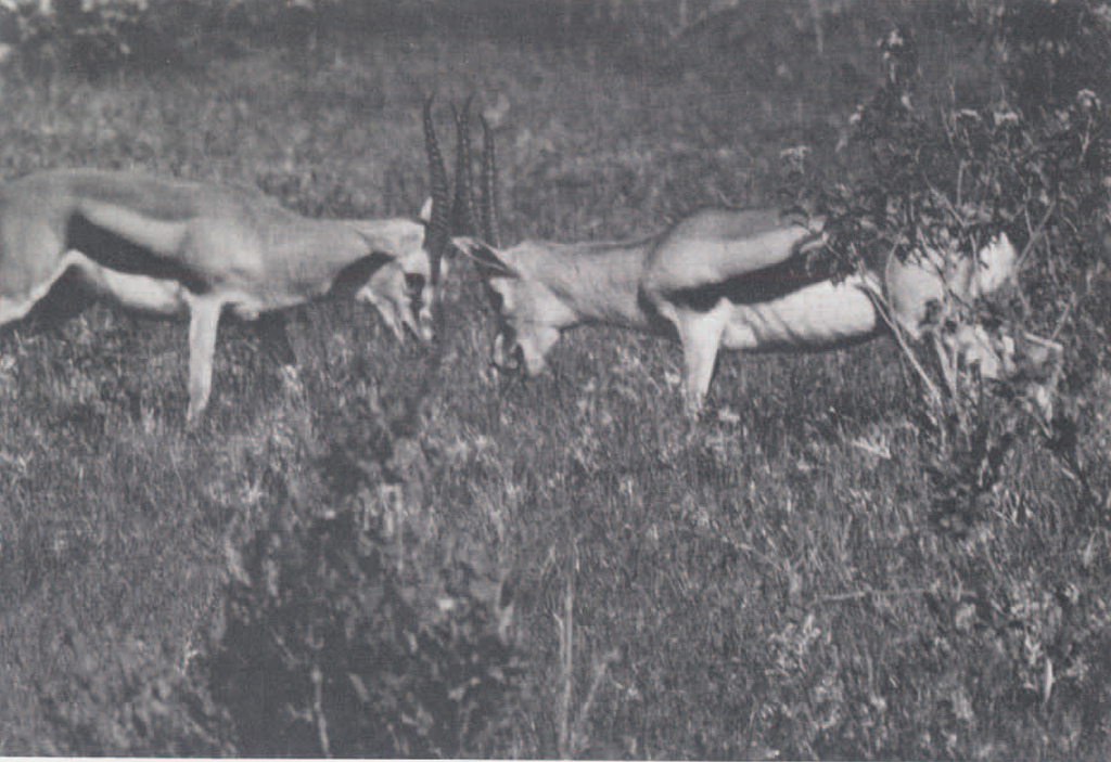 Two gazelles locking antlers.