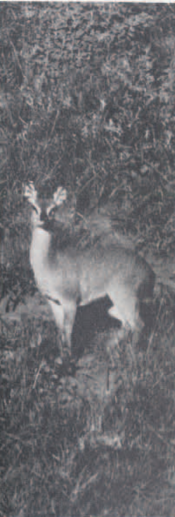 A small antelope.