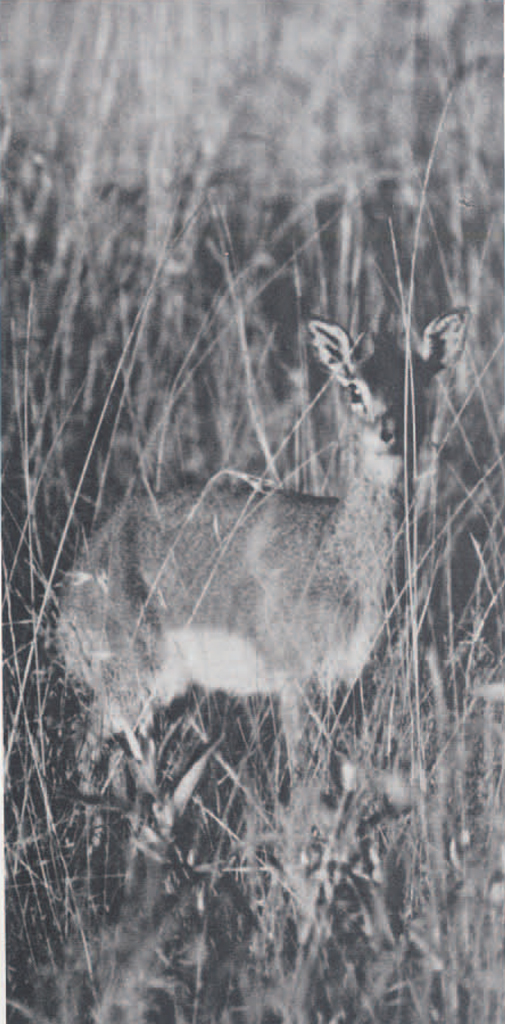 A baby antelope in tall grass.
