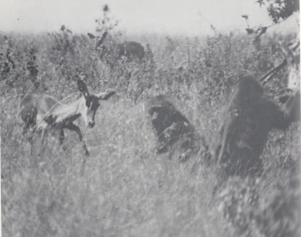 A mother impala charging a baboon that holds a baby impala, another baboon watches.
