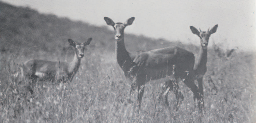 A mother antelope and two adolescent antelope standing in grass.
