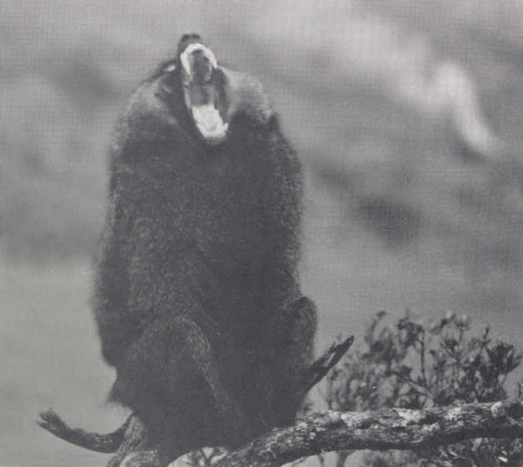 An adult male baboon sitting in a tree, yawning.