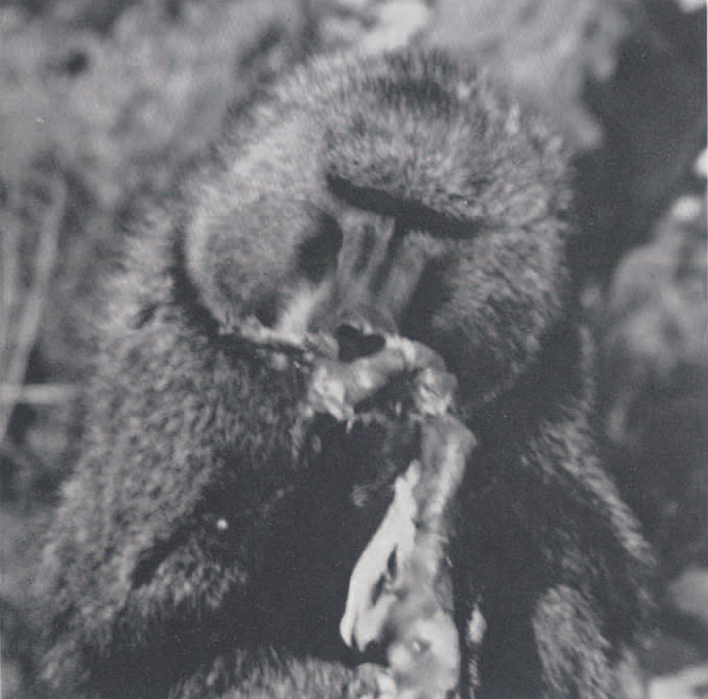 A baboon skinning a small animal with its teeth.