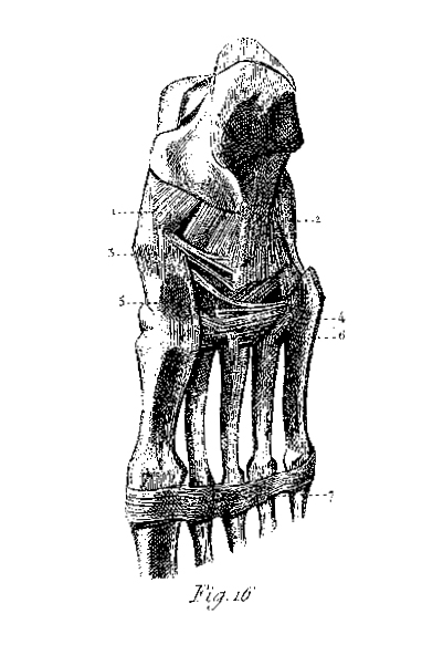 Anatomical drawing of a human foot.