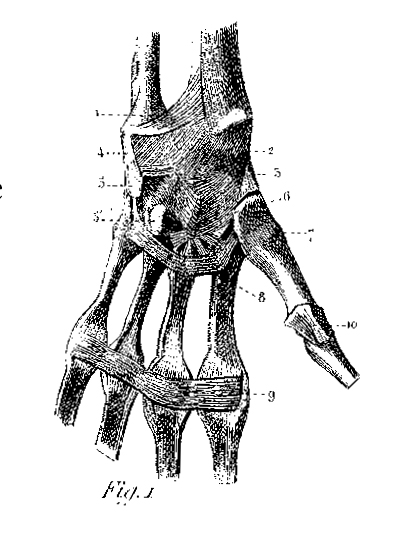 Anatomical drawing of a human food.