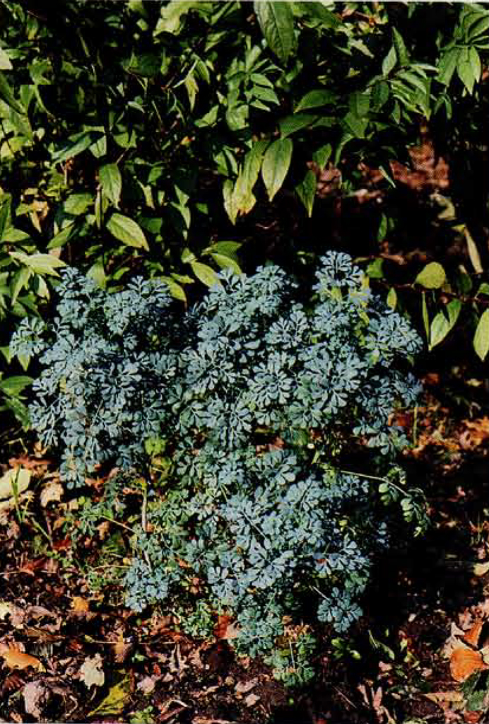 A bush of the blue-green rue plant.