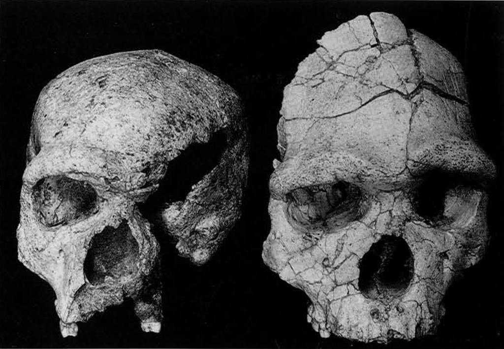 Two early hominid skulls, mostly complete, pieced from fragments. The right skull is much taller along the top.
