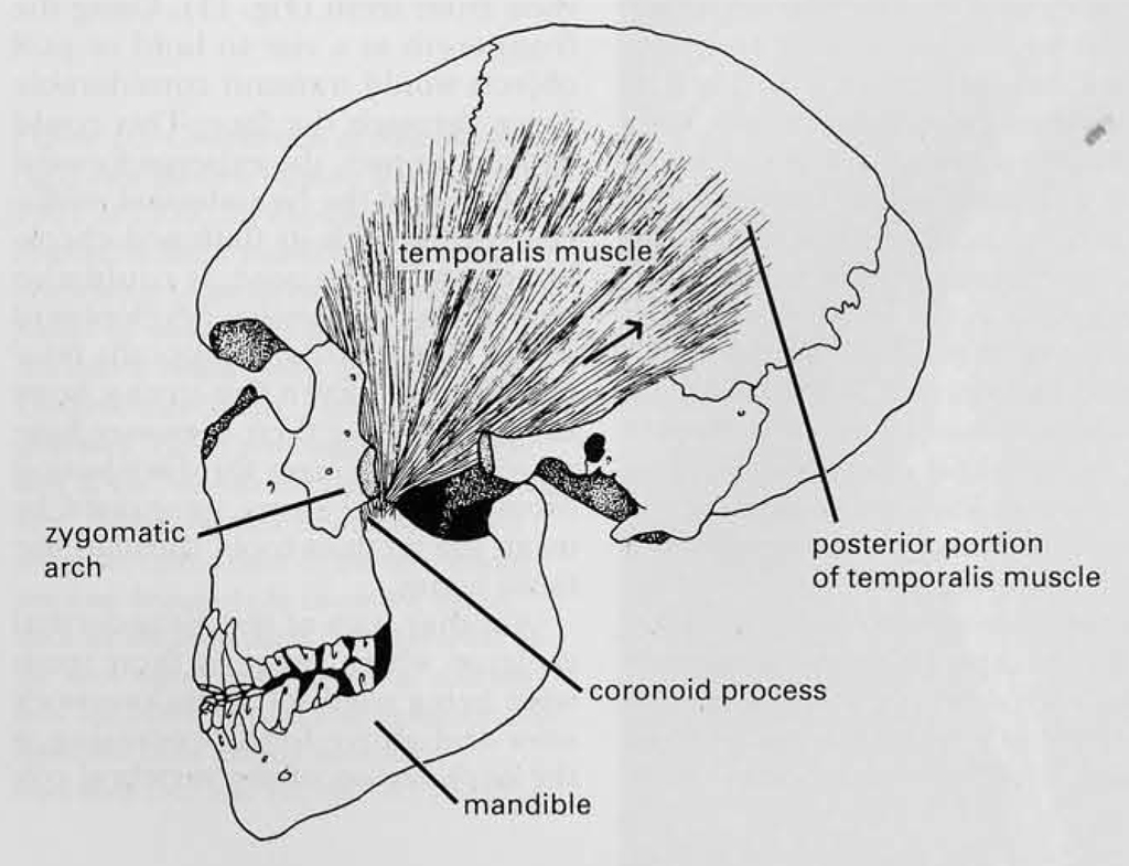 Drawing of a skull in profile showing where muscles attach to the skull.