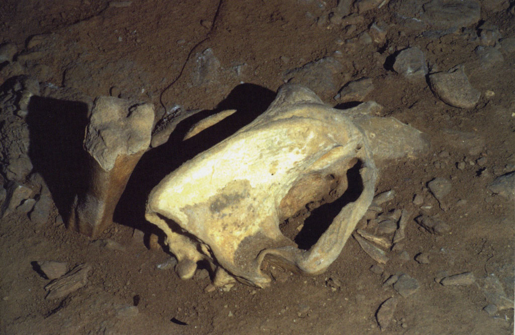 A cave bear skull, the lower half burried in the ground.