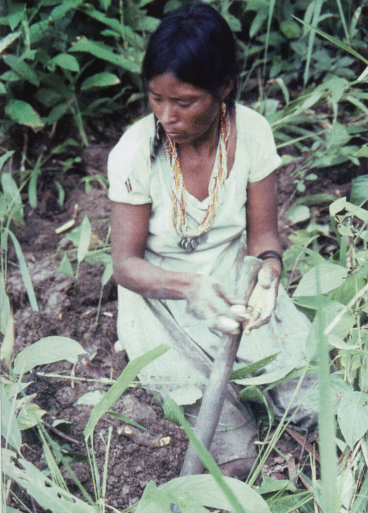 A woman digging out a root bulb.