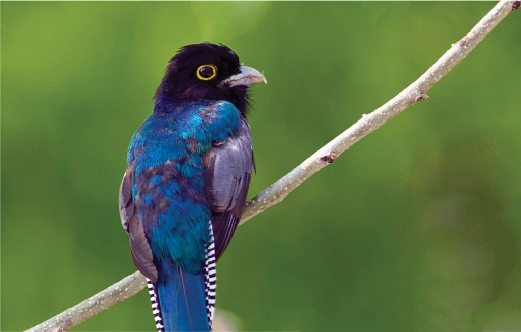 A trogon bird on a branch, the bird has bright blue feathers.