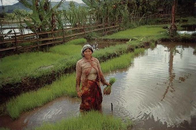 A woman removing rice seedlings.