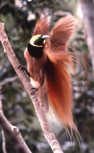 A reddish bird standing on a branch.