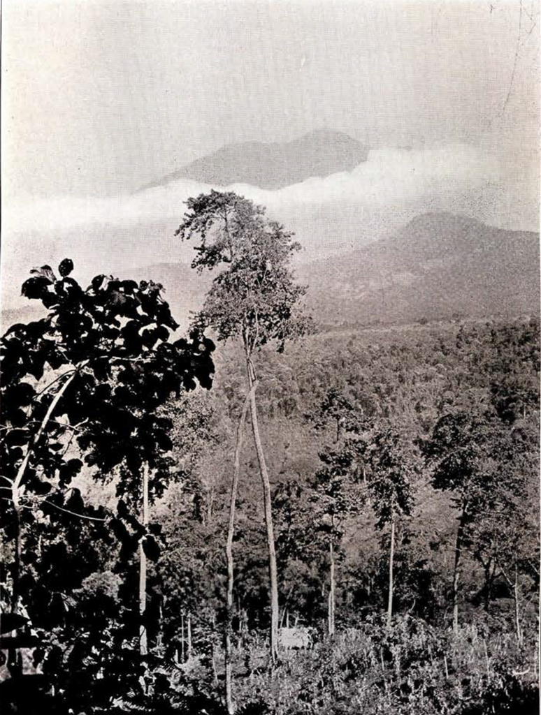 A view of two mountain peaks in the distance, clouds between them, a forest in front of them, with trees in the foreground