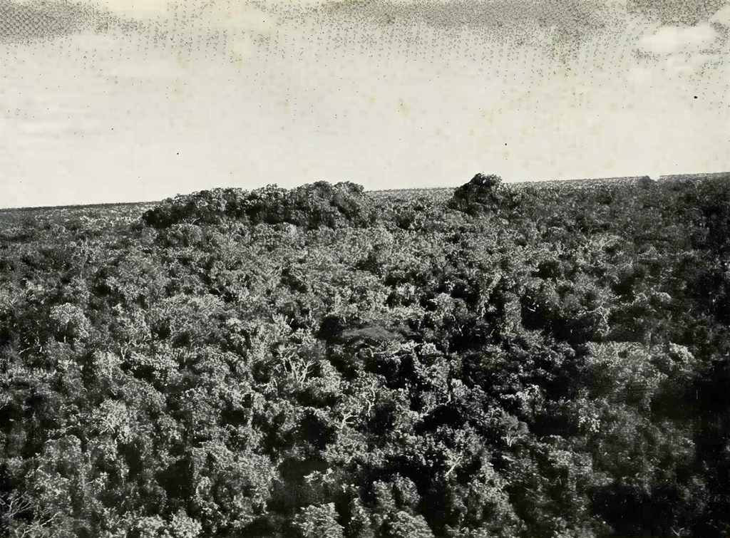 Aerial view of a jungle with ruins rising through