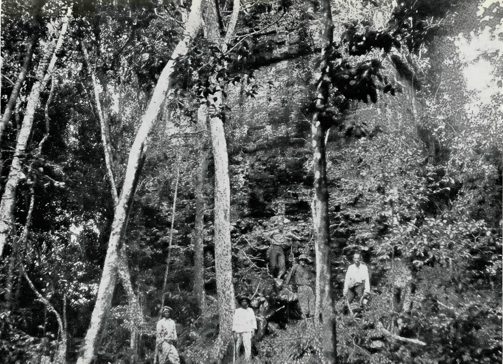 People standing next to temple ruins overgrown with jungle forest