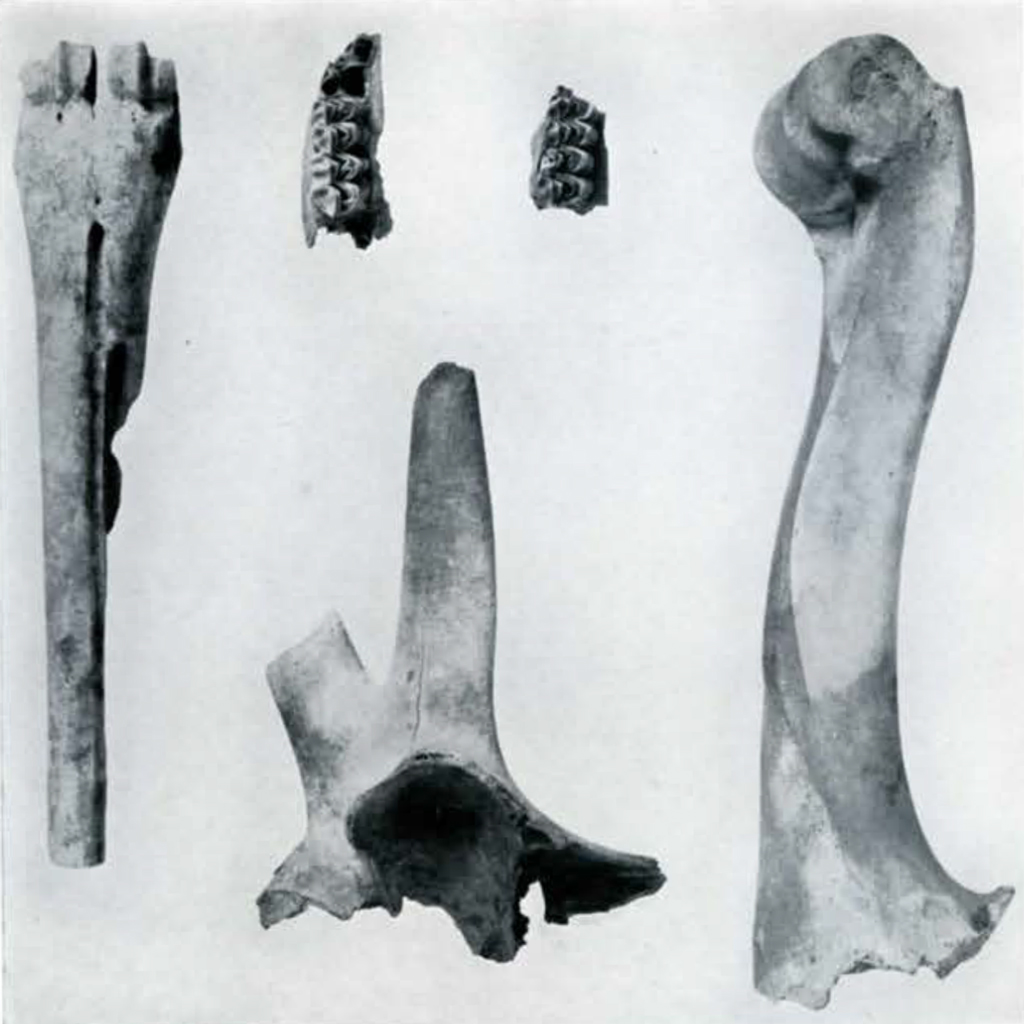 Several bones including parts of a jaw