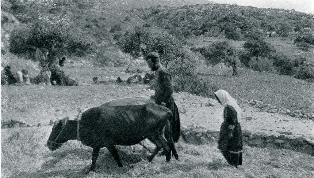 Two people threshing witha cow